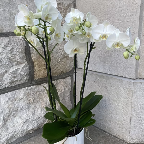Orchidées Phalaenopsis blanche