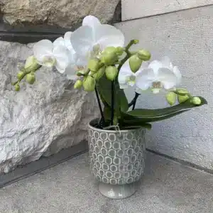 Orchidées blanches tablo