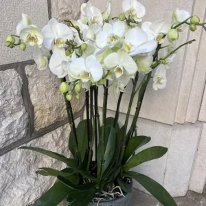 Coupe d'orchidées blanches