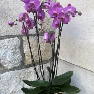 Orchidées Phalaenopsis rose