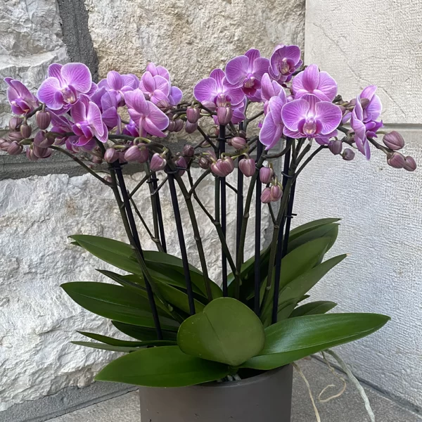 Orchidées Bellissimo Rose