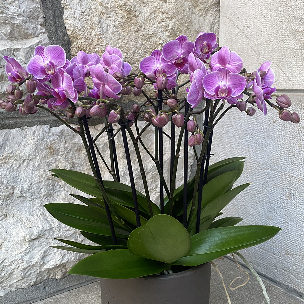 orchidées bellissimo - côté fleurs