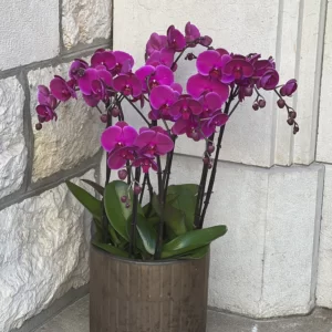 Coupe d'orchidées roses