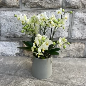 Orchidées bellissimo blanche