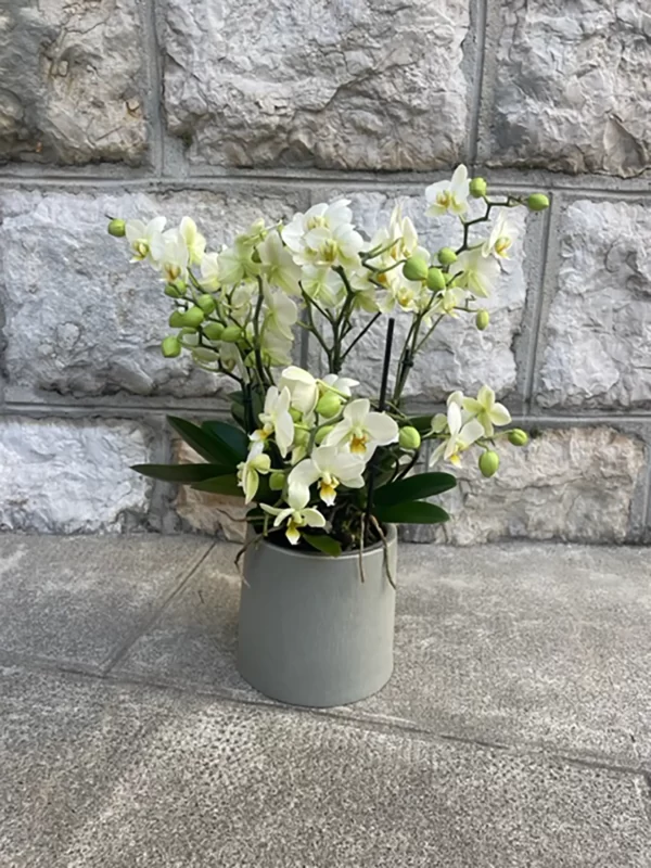 Orchidées bellissimo blanche