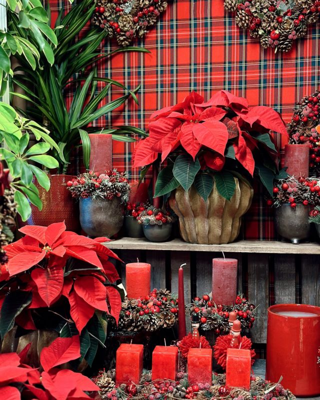 Welcome Christmas